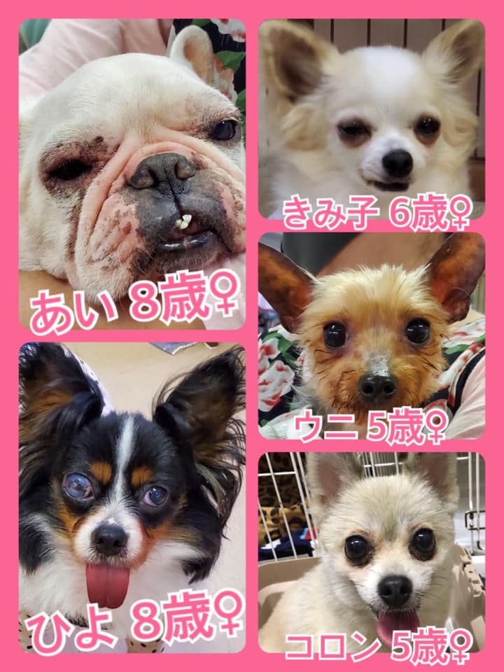 🐾今日の里親様募集中ワンコ🐶メンバーです🐾2020,6,4